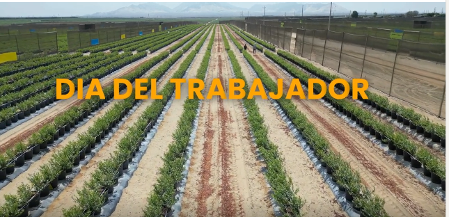 Inicio de cosecha